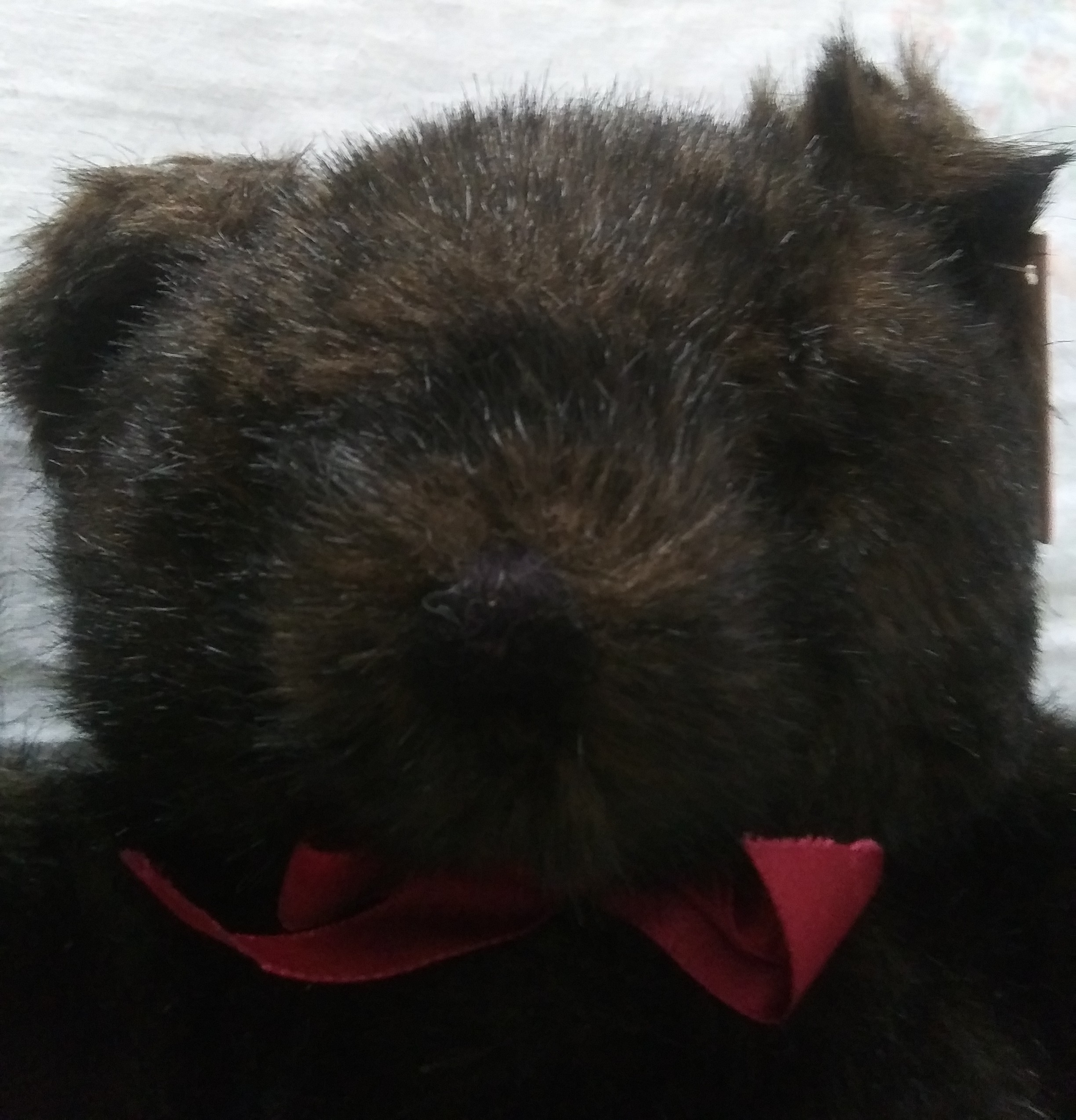 Embrace 1989 Teddy Bear with Red Bow Around Neck - Image 3