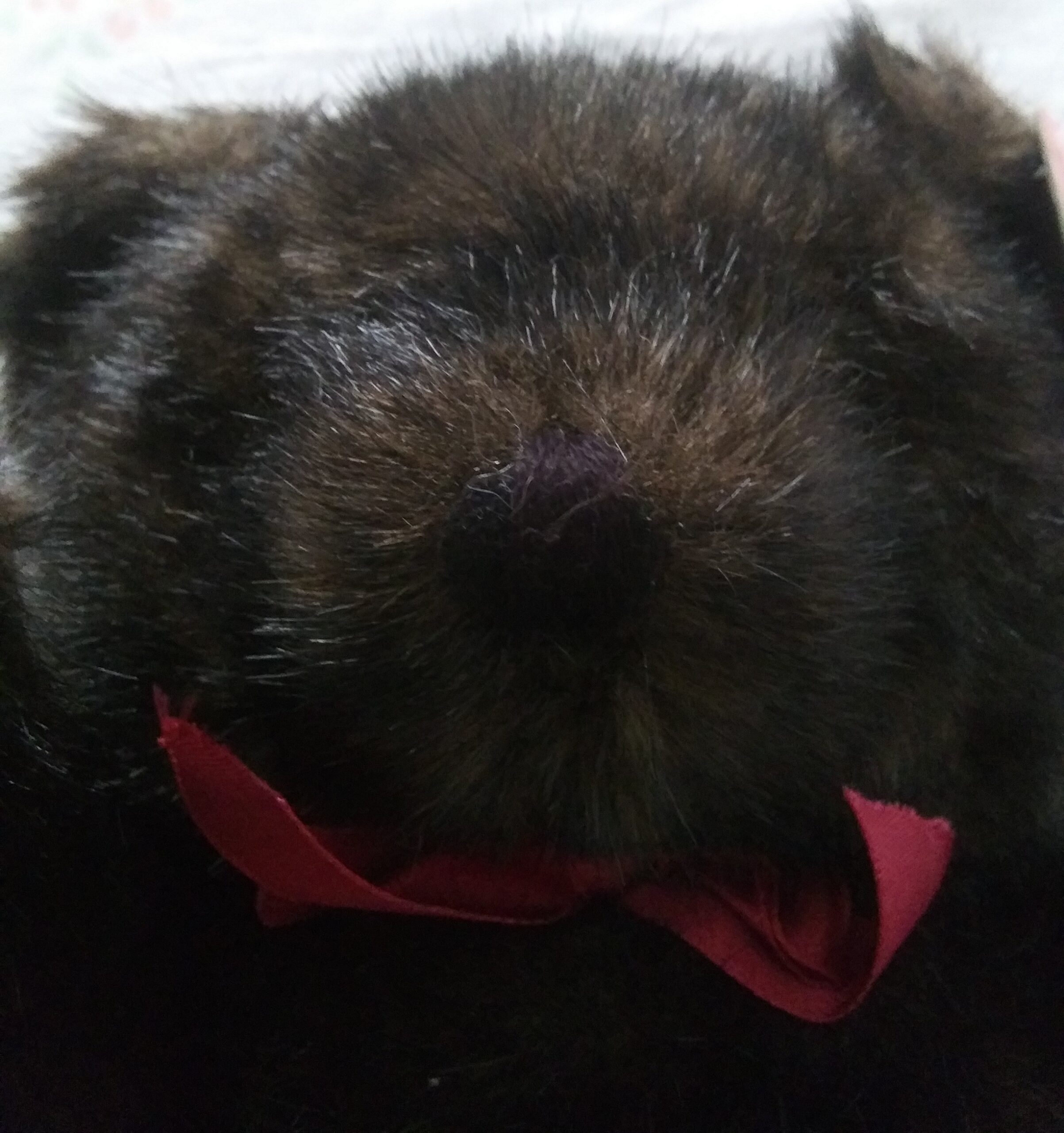 Embrace 1989 Teddy Bear with Red Bow Around Neck - Image 13