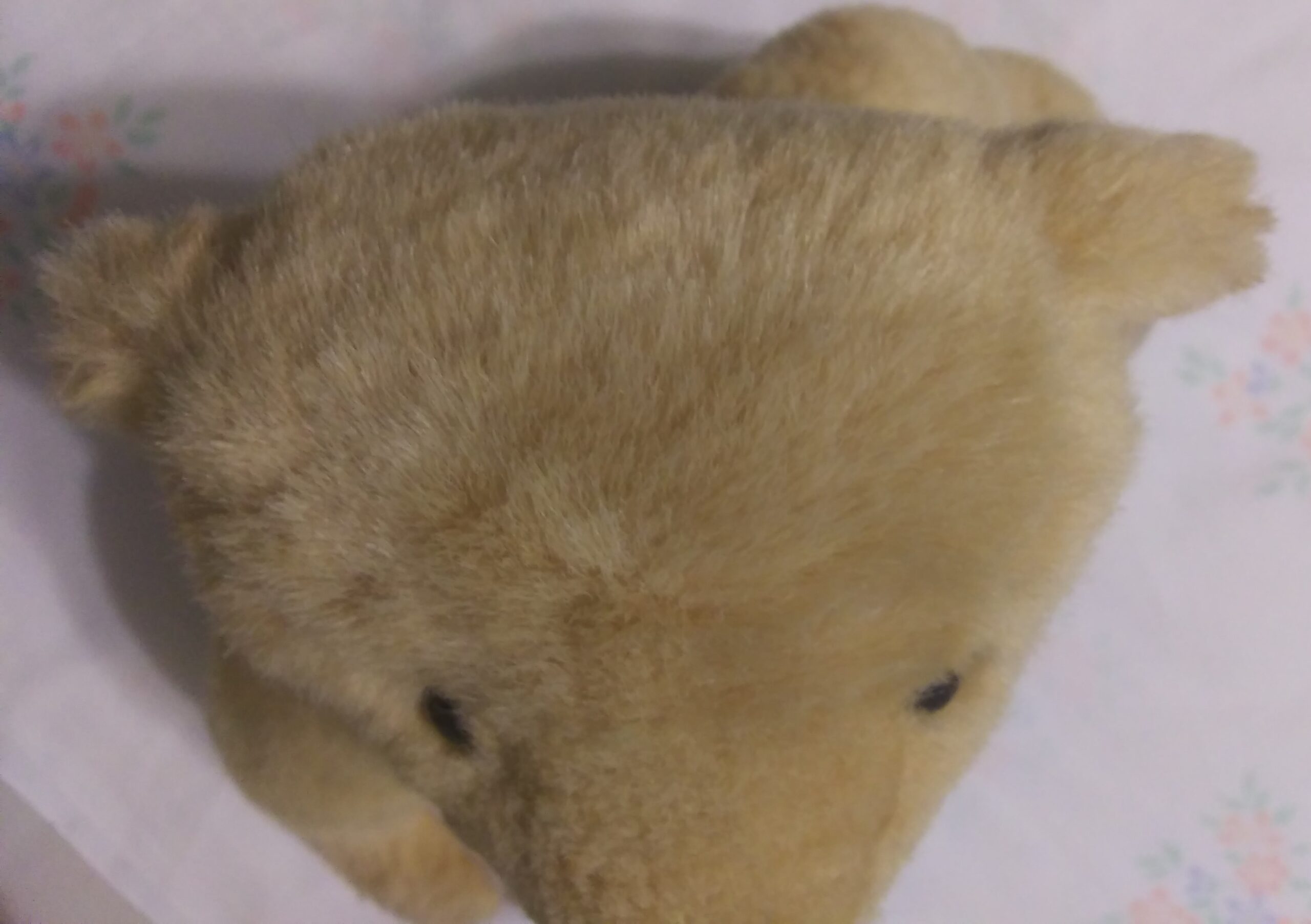 Pleasant Company - 16 Inch Fully Jointed Teddy Bear - Image 12